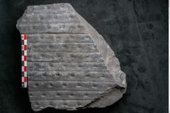 Foto (Detailansicht) von Sigillaria reniformis Brongniart (NHMW-GEO-2024-0188-11084)